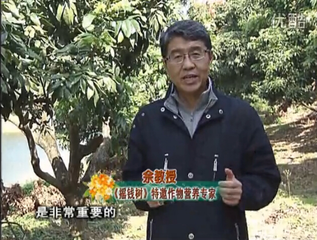 20160215珠江臺搖錢(qián)樹(shù)：名貴花木盆景，用綠夫人系列保葉、花靚、又抗病
