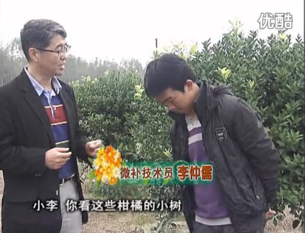 20160215珠江臺搖錢(qián)樹(shù)：柑橘小樹(shù)頭年掛果撒微補倍力、噴花力+碧力，壯樹(shù)促花好