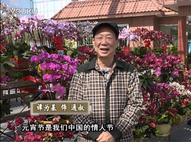 20160222珠江臺搖錢(qián)樹(shù)：用綠夫人營(yíng)養液，簡(jiǎn)單種花都能養得靚