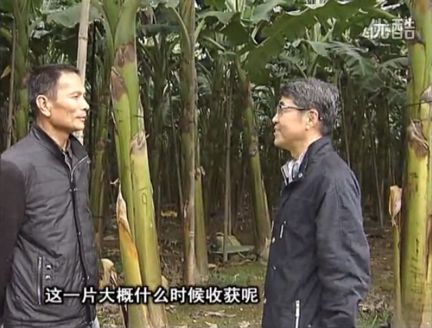 20160222珠江臺搖錢(qián)樹(shù)：粉蕉用微補方案，抽蕉好、葉干邊爛頭少