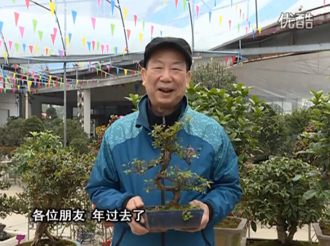 20160229珠江臺搖錢(qián)樹(shù)：盆景換盆養護，用綠夫人營(yíng)養液恢復生機