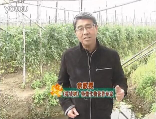 20160307珠江臺搖錢(qián)樹(shù)：天冷蔬菜有價(jià)卻無(wú)產(chǎn)？用微補方案苗壯保葉有產(chǎn)！