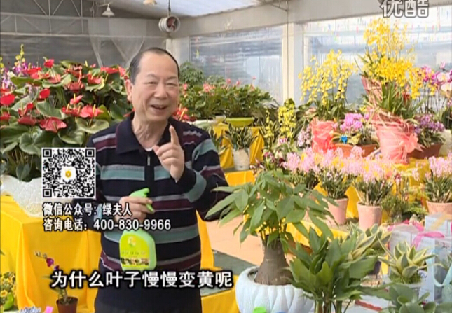 20160307珠江臺搖錢(qián)樹(shù)：陰生植物也不好種，黃葉多長(cháng)勢弱？用綠夫人來(lái)呵護