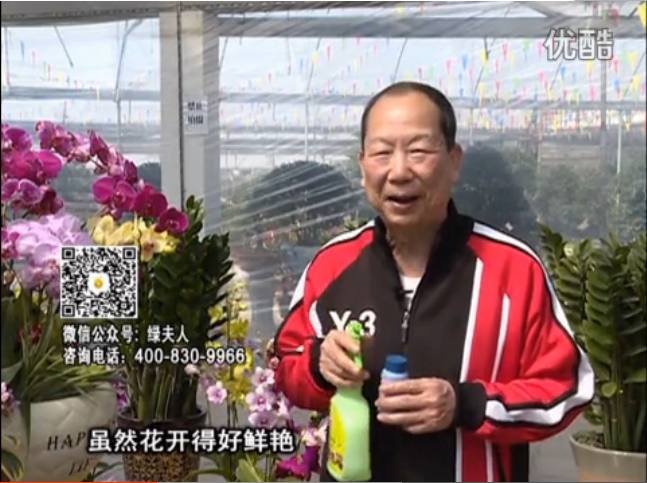 20160314珠江臺搖錢(qián)樹(shù)：家種鮮花、鮮切花，用綠夫人600度鮮花液?；ㄆG、花期長(cháng)