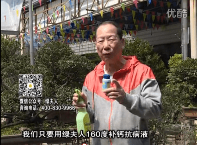 ?20160321珠江臺搖錢(qián)樹(shù)：盆栽花卉用綠夫人160度補鈣抗病液，低溫陰雨天長(cháng)勢壯、抗病好