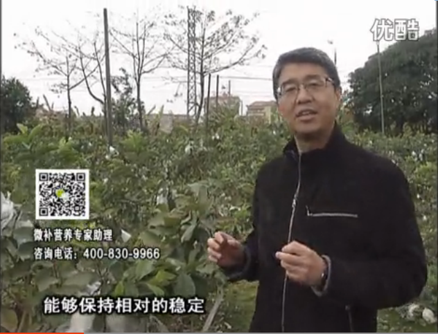 20160328珠江臺搖錢(qián)樹(shù)：番石榴淋沖微補根力鈣+微補精力，凍后恢復長(cháng)勢、促進(jìn)開(kāi)花坐果