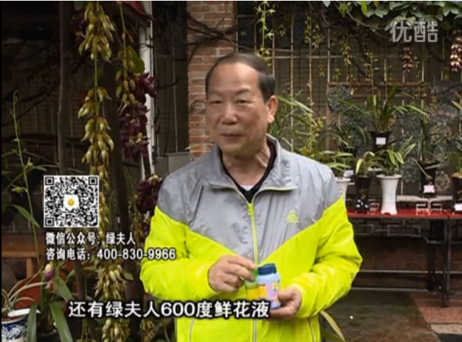 20160404珠江臺搖錢(qián)樹(shù)：養禾雀花等盆栽，用綠夫人營(yíng)養液養得好又增色