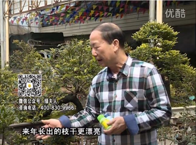 通叔親自體驗，盆景凍后用綠夫人營(yíng)養液抽芽恢復好