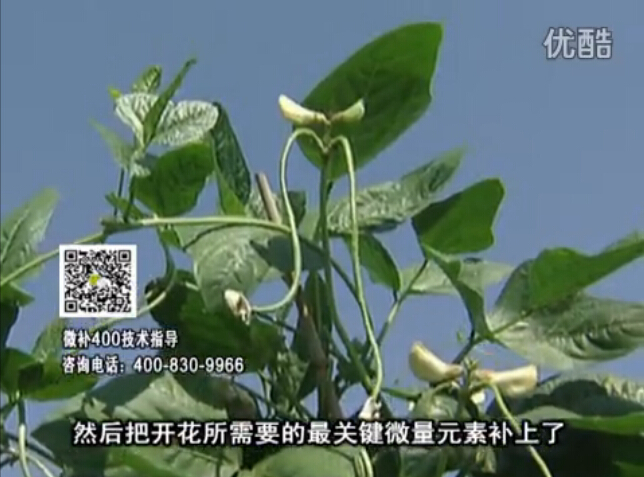 20160502珠江臺搖錢(qián)樹(shù)：雨水天多蔬菜香蕉長(cháng)勢差沒(méi)產(chǎn)量？撒微補倍力促根壯長(cháng)勢