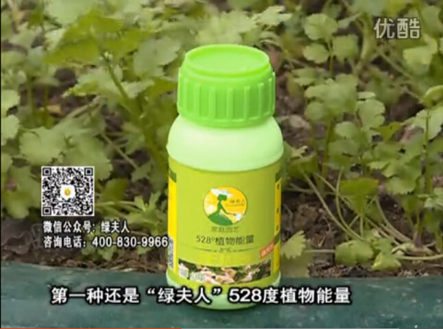 20160502珠江臺搖錢(qián)樹(shù)：家庭小院種蔬菜，用綠夫人營(yíng)養液長(cháng)勢好