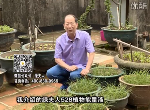 20160509珠江臺搖錢(qián)樹(shù)：天臺種葉菜用綠夫人營(yíng)養液，抗病好、長(cháng)勢綠