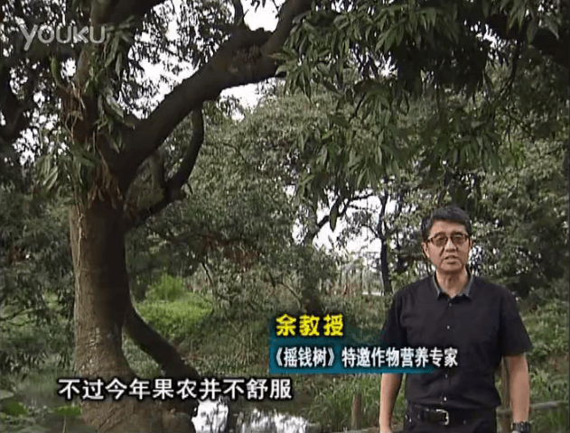 20160523珠江臺搖錢(qián)樹(shù)：荔枝龍眼用微補方案，膨果好、果硬有品質(zhì)，保樹(shù)綠
