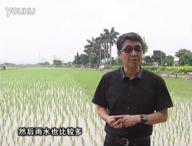 20160530珠江臺搖錢(qián)樹(shù)：水稻、甘蔗用微補方案，促根壯長(cháng)勢，提高收益
