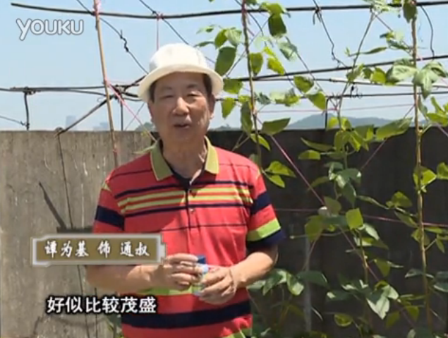 20160530珠江臺搖錢(qián)樹(shù)：天臺種豆角用綠夫人160度補鈣抗病液，長(cháng)勢壯，幫助開(kāi)花坐果