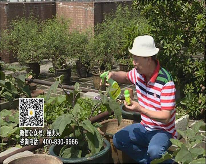 20160613珠江臺搖錢(qián)樹(shù)：天臺種茄瓜用綠夫人，長(cháng)勢靚，開(kāi)花結果好