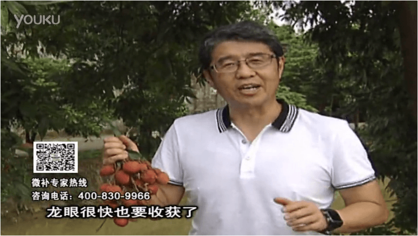 20160627珠江臺搖錢(qián)樹(shù)：荔枝轉色葉噴微補紅果力+蓋力，補充磷鉀鈣，著(zhù)色增甜果硬