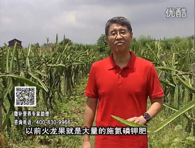 20160711珠江臺搖錢(qián)樹(shù)：火龍果用微補方案，開(kāi)花坐果好，果實(shí)膨大品質(zhì)高