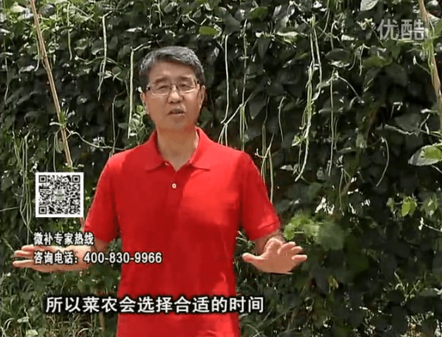 20160718珠江臺搖錢(qián)樹(shù)：瓜果蔬菜用微補水肥方案，結果多、有產(chǎn)量