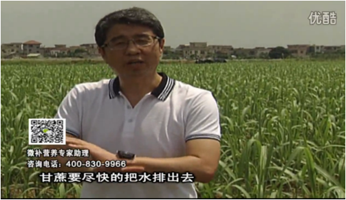 20160620珠江臺搖錢(qián)樹(shù)：甘蔗雨多漚根？淋微補根力鈣+精力、噴果力+壯力，促根壯長(cháng)、甘蔗起灰好
