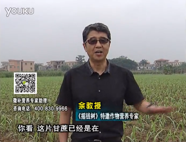 20160530珠江臺搖錢(qián)樹(shù)：甘蔗促根壯苗長(cháng)勢好，淋沖微補根力鈣+精力、撒倍力