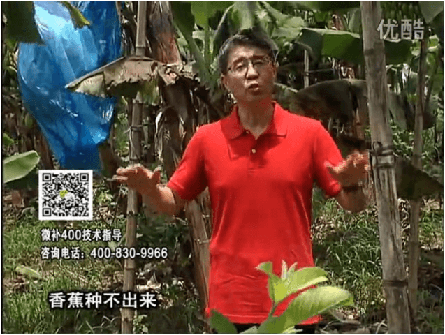 20160725珠江臺搖錢(qián)樹(shù)：香蕉用微補方案，調酸防黃化、膨果壯蕉好