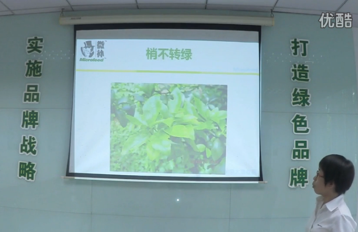 柑橘-預防秋梢黃、梢不出，如何放梢保樹(shù)好？微補講座