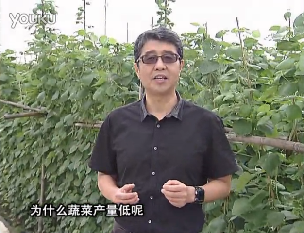 20160502珠江臺搖錢(qián)樹(shù)：雨水天多蔬菜漚根沒(méi)產(chǎn)怎么辦？撒微補倍力，噴花力+果力，提高坐果產(chǎn)量