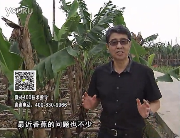 20160502珠江臺搖錢(qián)樹(shù)：香蕉撒微補倍力、噴果力+碧力，促根保葉、長(cháng)勢快