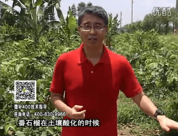 20160808珠江臺搖錢(qián)樹(shù)：番石榴用微補方案，保葉膨果、增產(chǎn)品質(zhì)高