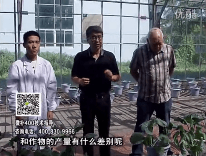 20160829珠江臺搖錢(qián)樹(shù)：微補溫室實(shí)驗：大量元素水溶肥pk添加中微量元素的差距！