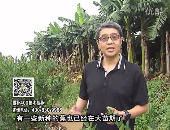 20160919珠江臺搖錢(qián)樹(shù)：香蕉淋微補根力鈣+沖力或撒倍力，噴果力+碧力，保葉膨蕉壯長(cháng)