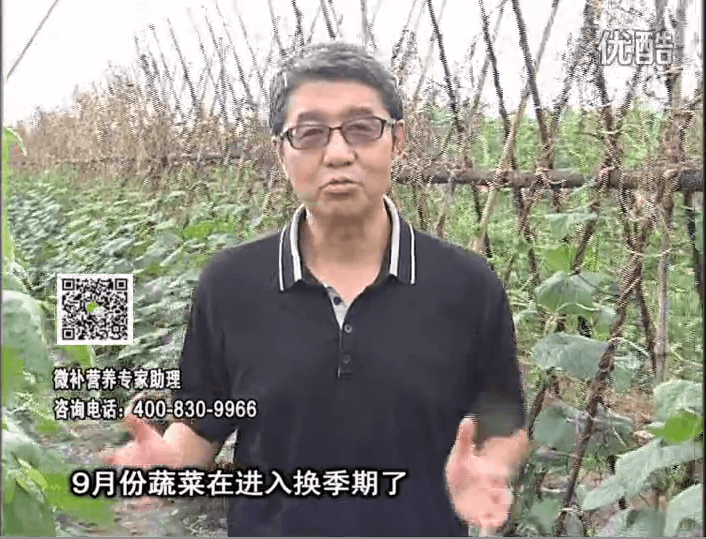 20160926珠江臺搖錢(qián)樹(shù)：換季蔬菜淋根力鈣精力促根壯長(cháng)，淋微補調力調酸減少病害