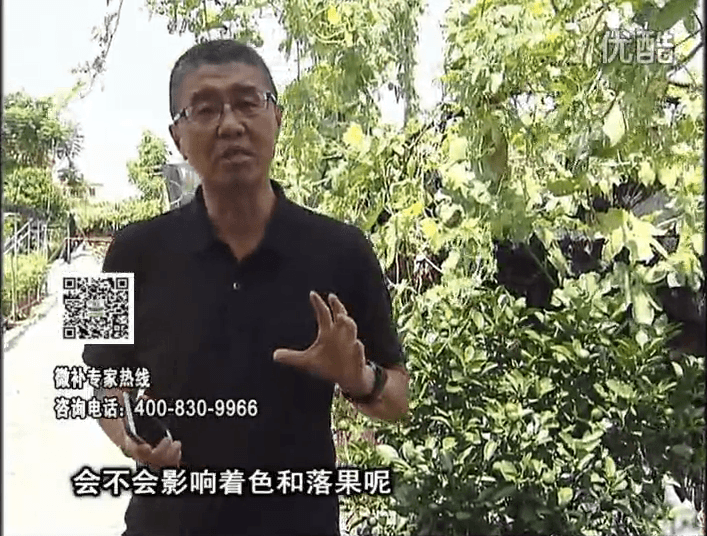 20161010珠江臺搖錢(qián)樹(shù)：柑橘葉噴微補花力+碧力，提前促花、減少梢葉黃