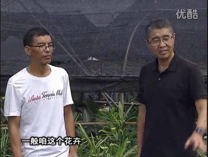 20161010珠江臺搖錢(qián)樹(shù)：盆栽花卉促根多，長(cháng)勢青綠