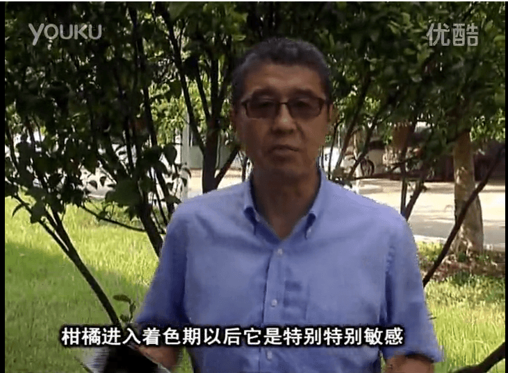 20161031珠江臺搖錢(qián)樹(shù)：柑橘?lài)娂t果力、蓋力 鈣足果硬、裂果霜凍少