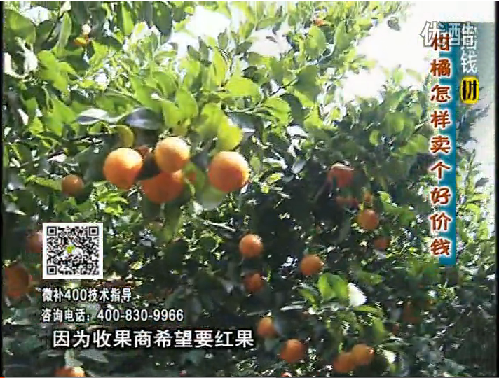 20161107珠江臺搖錢(qián)樹(shù)：柑橘?lài)娛┪⒀a紅果力、蓋力，增甜增重賣(mài)價(jià)高