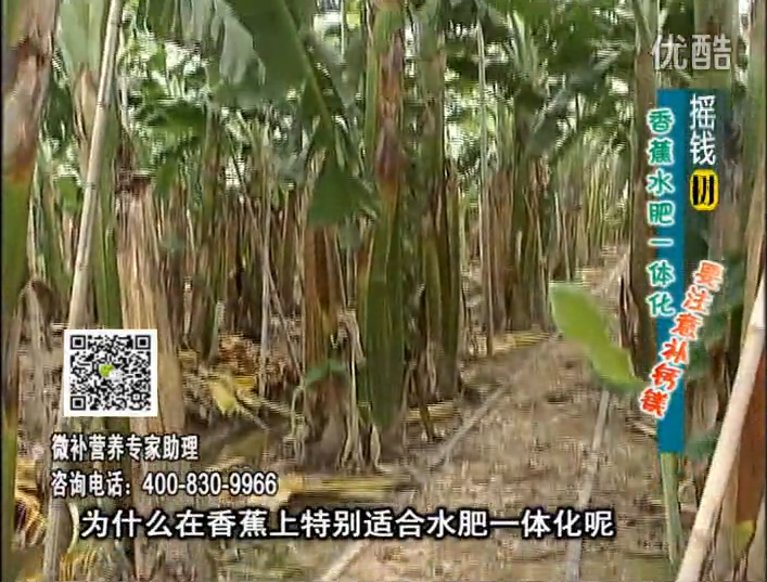 20161107珠江臺搖錢(qián)樹(shù)：香蕉水肥一體化，用微補方案科學(xué)施肥