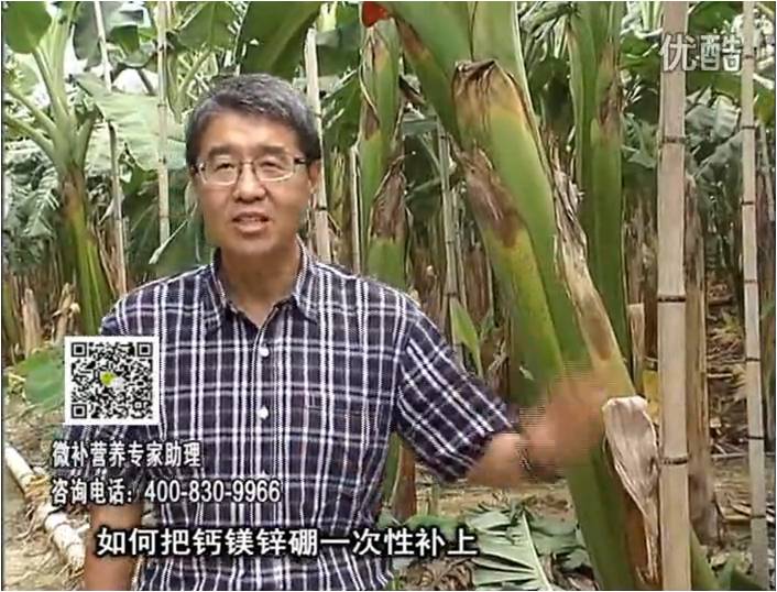 20161121珠江臺搖錢(qián)樹(shù)：香蕉撒施微補倍力，促根壯長(cháng)、預防黃葉、提高產(chǎn)量
