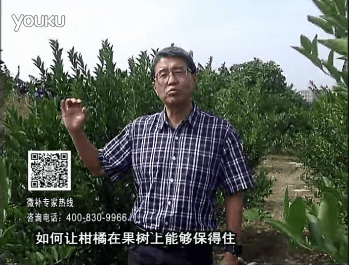 20161128珠江臺搖錢(qián)樹(shù)：柑橘?lài)娢⒀a蓋力、碧力，低溫抗凍，果掛得住，預防減少采前落果