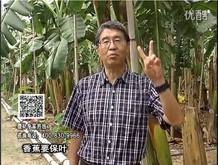 20161128珠江臺搖錢(qián)樹(shù)：香蕉用微補方案，預防減少黃葉、抽蕾膨蕉好