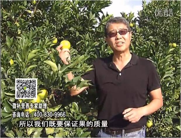 20161212珠江臺搖錢(qián)樹(shù)：紅江橙淋微補根力鈣+沖力，噴紅果力，樹(shù)勢壯，果品質(zhì)好