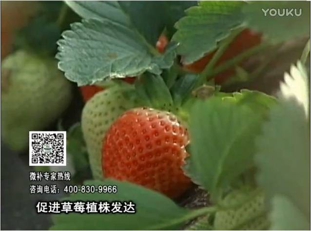 20161219珠江臺搖錢(qián)樹(shù)：草莓如何壯長(cháng)、果大品質(zhì)高？