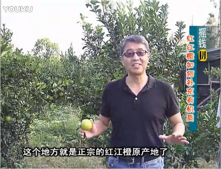 20161219珠江臺搖錢(qián)樹(shù)：紅江橙用微補方案，裂果少、樹(shù)勢好