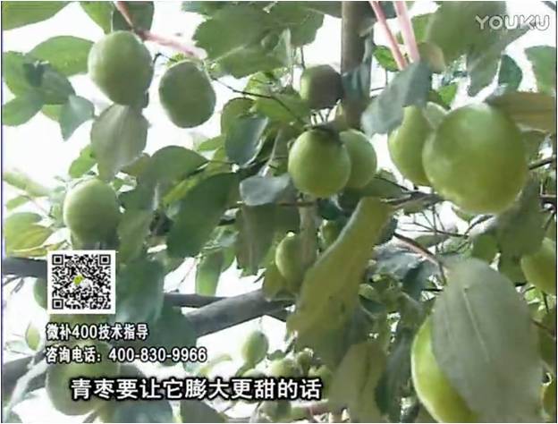 20161226珠江臺搖錢(qián)樹(shù)：青棗用微補方案，健壯長(cháng)勢，提高來(lái)花坐果
