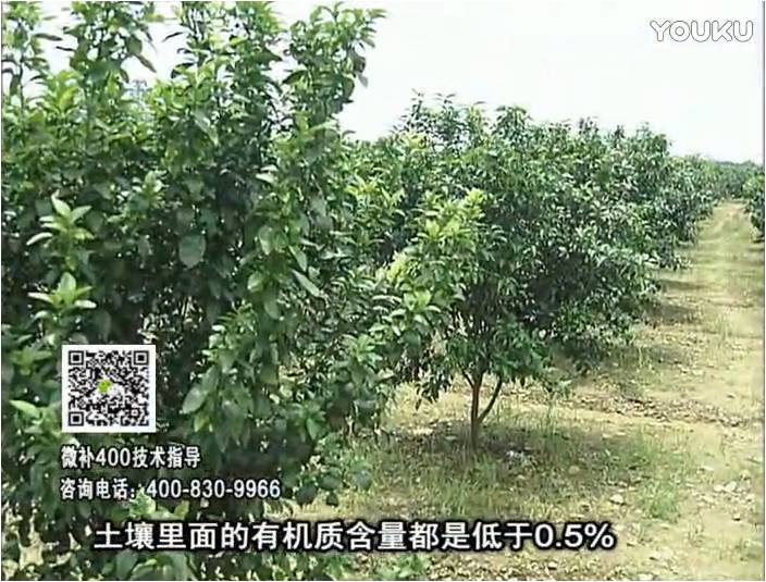 20161226珠江臺搖錢(qián)樹(shù)：柑橘?lài)娢⒀a蓋力防霜凍果、采后促花恢復樹(shù)勢撒微補倍力+有機肥