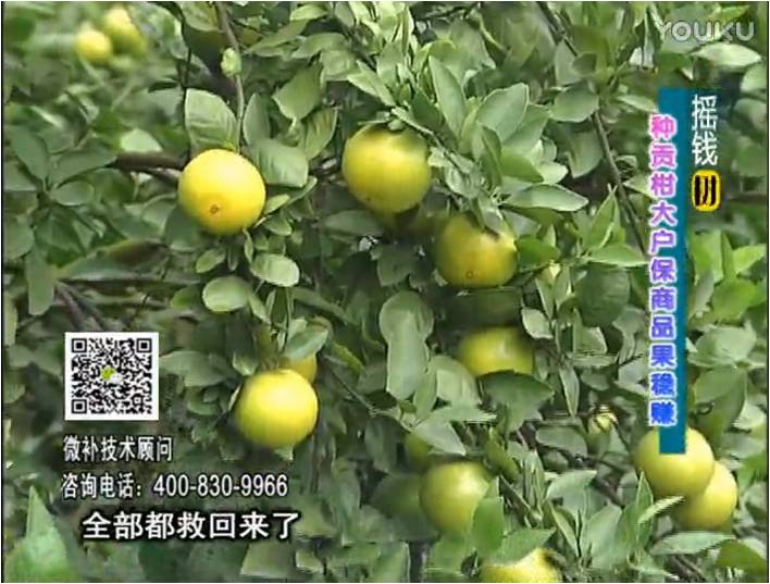 20170102珠江臺搖錢(qián)樹(shù)：柑橘?lài)娢⒀a蓋力防凍抗凍，采后冬肥下微補倍力+有機肥