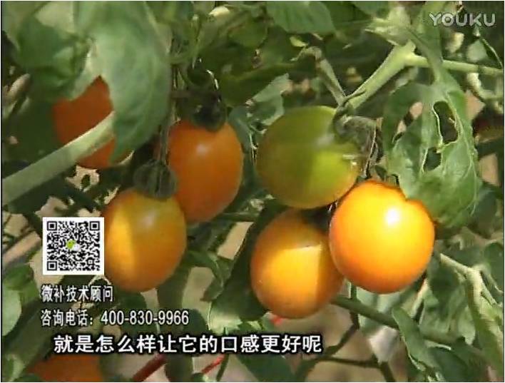20170102珠江臺搖錢(qián)樹(shù)：番茄臍腐病、裂果、抗凍如何做？澆施微補根力鈣+精力，葉噴微補葉面肥