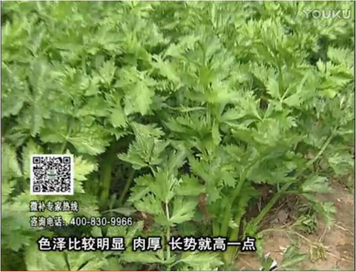 20170109珠江臺搖錢(qián)樹(shù)：葉菜如何種？長(cháng)勢好又高產(chǎn)！