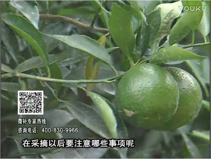 20170109珠江臺搖錢(qián)樹(shù)：新會(huì )柑用微補方案，保樹(shù)好，果品質(zhì)高，年年有收獲
