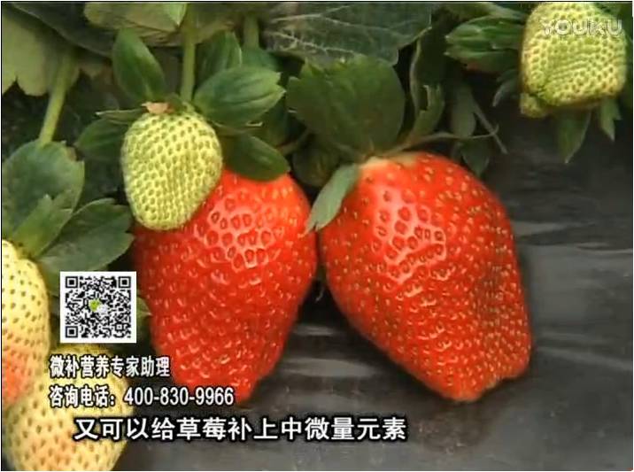 20170123珠江臺搖錢(qián)樹(shù)：草莓用微補方案，促根苗壯、開(kāi)花坐果好